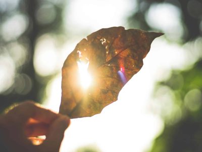 Hoja iluminada por un rayo de sol, reflejando el cambio y el bienestar alcanzable en pocas sesiones.